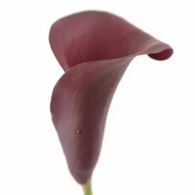 ZANTEDESCHIA RED ADAIR