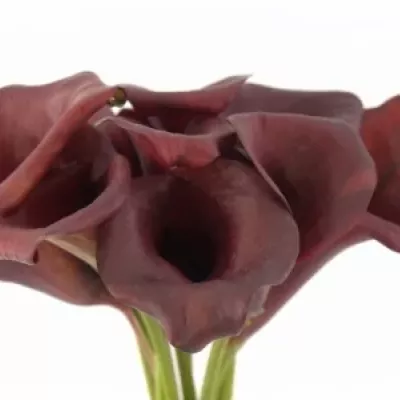 ZANTEDESCHIA RED ADAIR