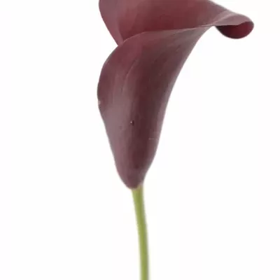 ZANTEDESCHIA RED ADAIR