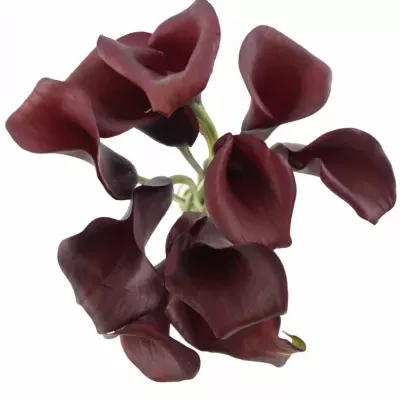 ZANTEDESCHIA RED ADAIR