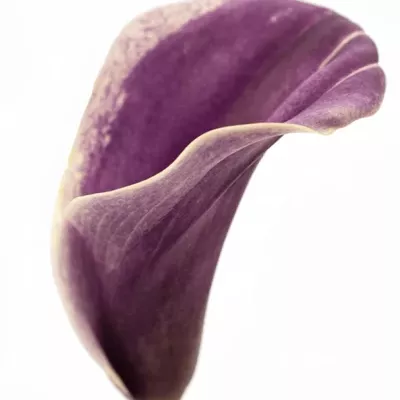 ZANTEDESCHIA SANNAH 