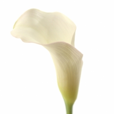 ZANTEDESCHIA SAPPORO