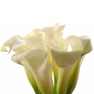 ZANTEDESCHIA SAPPORO