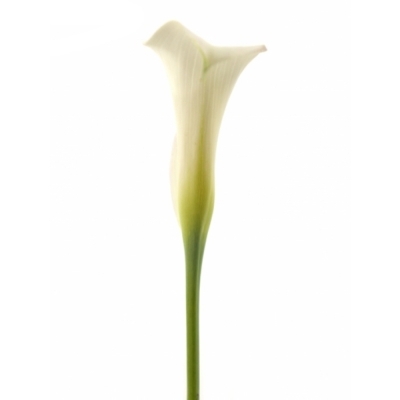 ZANTEDESCHIA SAPPORO