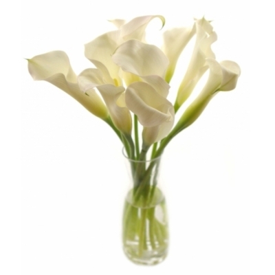 ZANTEDESCHIA SAPPORO