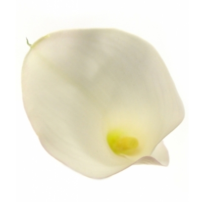 ZANTEDESCHIA SAPPORO