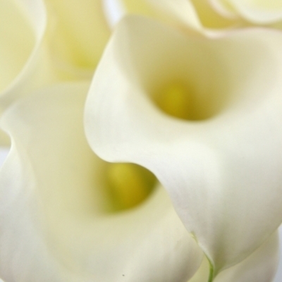 ZANTEDESCHIA SAPPORO