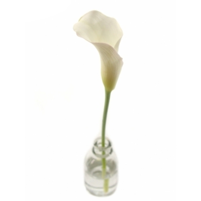 ZANTEDESCHIA SAPPORO