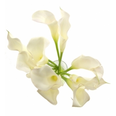 ZANTEDESCHIA SAPPORO