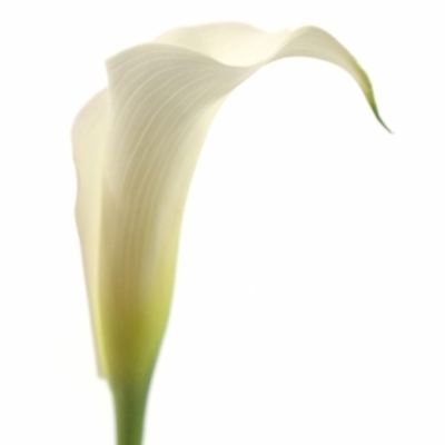 ZANTEDESCHIA SAPPORO