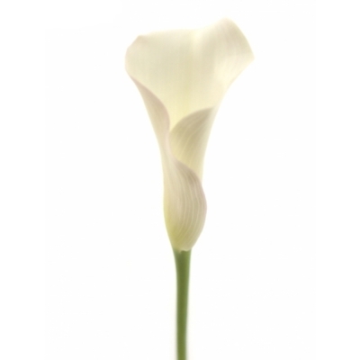 ZANTEDESCHIA SAPPORO