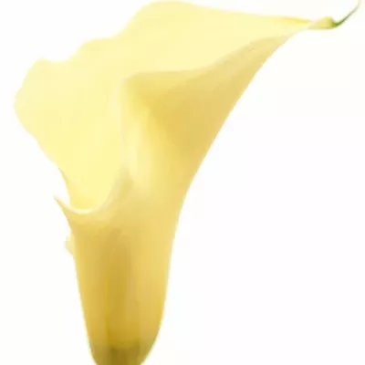 ZANTEDESCHIA SNOWSTAR