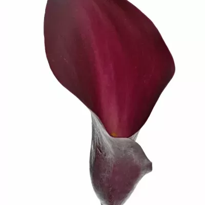 ZANTEDESCHIA SUMATRA 40cm