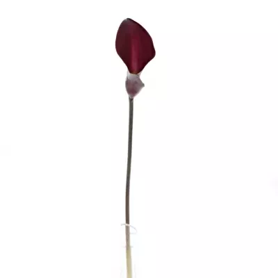 ZANTEDESCHIA SUMATRA 40cm