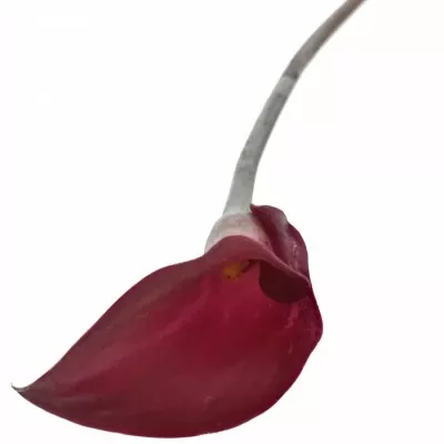 ZANTEDESCHIA SUMATRA 40cm