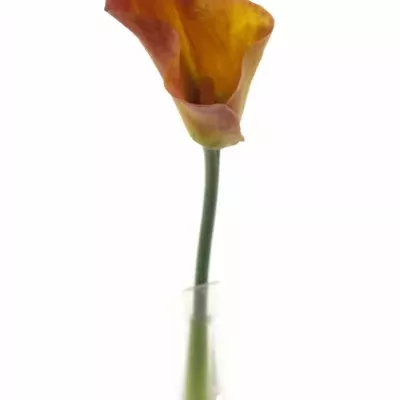 ZANTEDESCHIA TREASURE