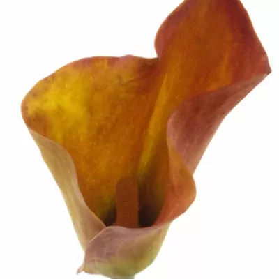 ZANTEDESCHIA TREASURE