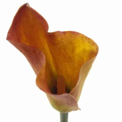 ZANTEDESCHIA TREASURE