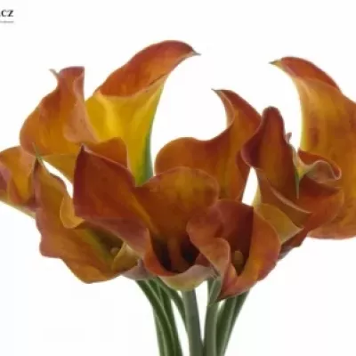 ZANTEDESCHIA TREASURE