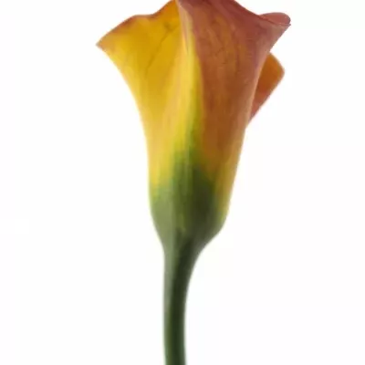 ZANTEDESCHIA TREASURE