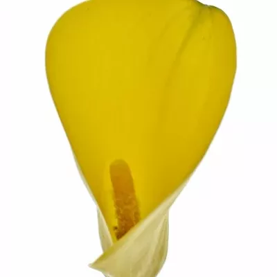 ZANTEDESCHIA YELLOW GIANT 35cm