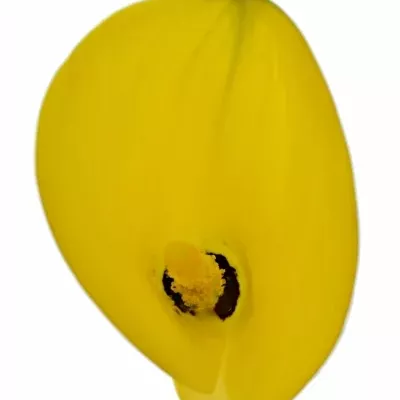 ZANTEDESCHIA YELLOW GIANT 35cm