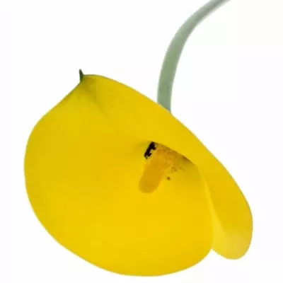 ZANTEDESCHIA YELLOW GIANT 35cm