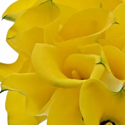 ZANTEDESCHIA YELLOW GIANT 35cm