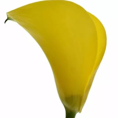 ZANTEDESCHIA YELLOW GIANT 35cm