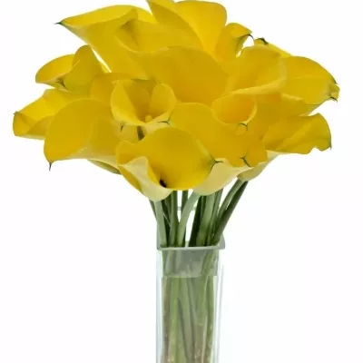 ZANTEDESCHIA YELLOW GIANT 35cm