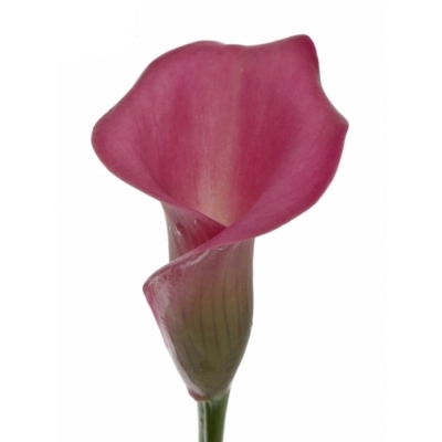 ZANTEDESCHIA ZAZU