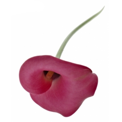 ZANTEDESCHIA ZAZU