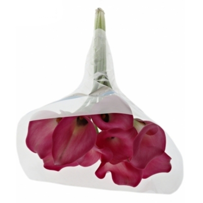 ZANTEDESCHIA ZAZU