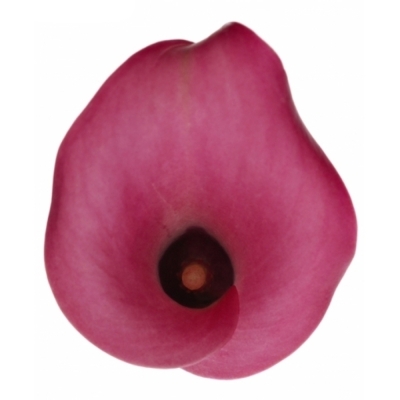 ZANTEDESCHIA ZAZU