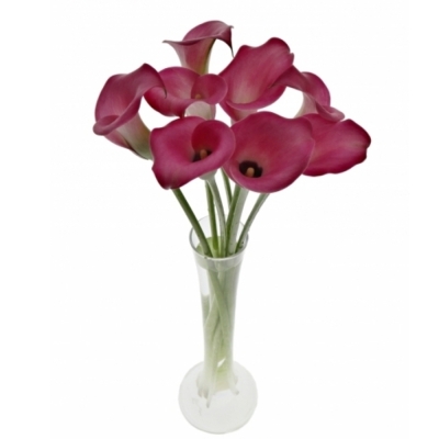 ZANTEDESCHIA ZAZU