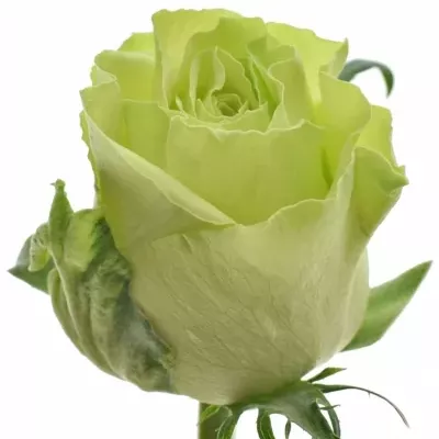 Zelená růže  CAMOUFLAGE! 50cm (L)