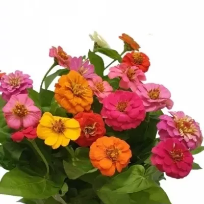 Zinnia ELEGANS 50cm