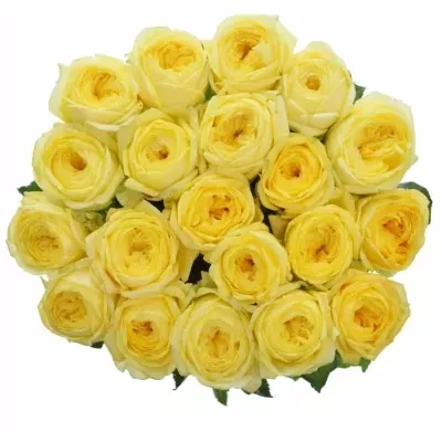 Žlutá růže CASSANDRA