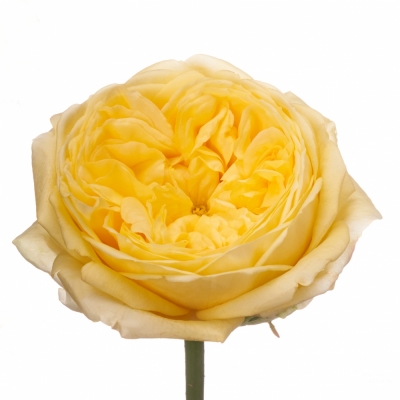Žlutá růže CASSANDRA
