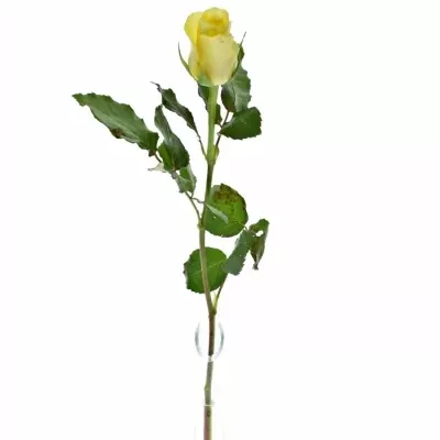 Žlutá růže MINION ROSE 50cm (M)