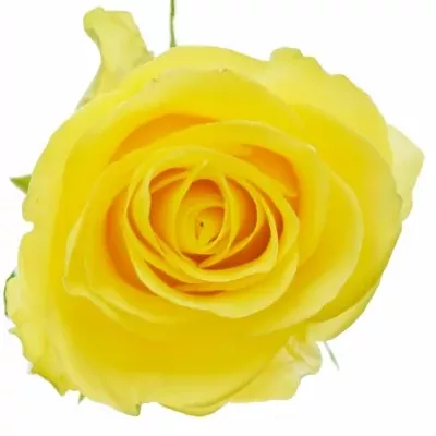 Žlutá růže YELLOW QUALIROSA 50cm (L)