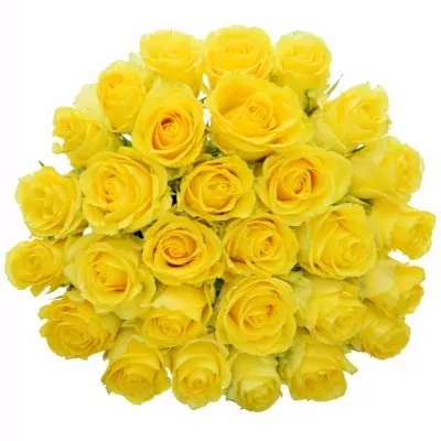 Žlutá růže YELLOW QUALIROSA 50cm (L)