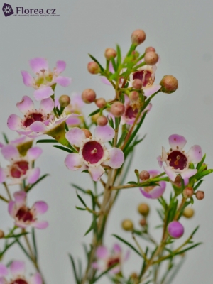 CHAMELAUCIUM ORCHID 80cm/90g EX