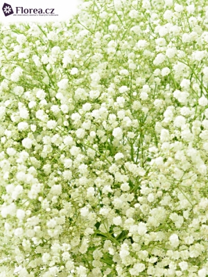 GYPSOPHILA PA OVERTIME 30g