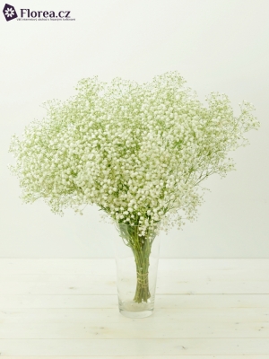 GYPSOPHILA PA OVERTIME 30g